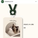 건지미 | 고양이 이동장 고민 끝! 어답트미 NEW 쉽고백팩 6in1 사용 후기