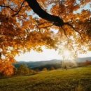 새로운 꿈 이미지