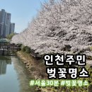 서부간선수로변(농업기술센터 방면) | 실시간 2026 인천 벚꽃명소 ‘서부간선수로’ 만개 현황 4월 4일 지금 상황 (주말 나들이 필독)