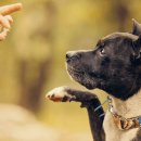 세바코리아 이미지