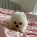 도그마루 강아지고양이 김해창원점 이미지