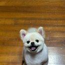 뽀송펫 네이버블로그
