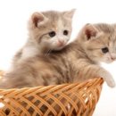 반려인학교 이미지