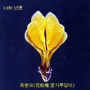 한국의 새우란/03(꽃의 유형)/(다새우99) 이미지