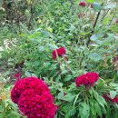 맨드라미 화단 이미지