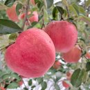 명순이네 이미지