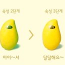 초록망고 이미지