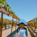 베델농장 이미지