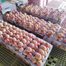 홍백농장 | [세종/맛집]조치원 복숭아 맛집_조일농원