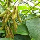 서리태 수확시기! 속청 콩키우기 - 검은콩 재배 이미지