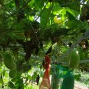 옥주농장 이미지