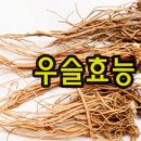 뿌리#