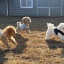 호야별 애견유치원 이미지