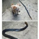 웃는강아지 이미지