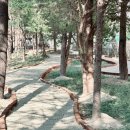 중앙공원 이미지