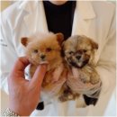 대구강아지분양 홍스퍼피 이미지