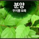 내설악 꾸지뽕