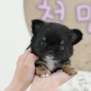 광주강아지분양 고양이분양 미유펫 본점 이미지