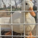 복덕농장 이미지