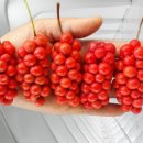 미자농장 이미지