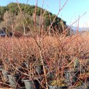 산안개 농장 이미지