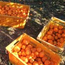 달콤농원 이미지