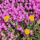 가조고견사 이미지