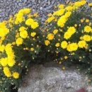 벌교원동 이미지