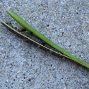 서부대로 이미지