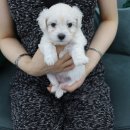 NOBLESSE.PET 네이버블로그