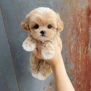 퍼피몽 | 의왕강아지분양 미니파티말티푸입양 퍼피몽에서 알아보세요 !