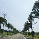오라관광(주) 제주그랜드호텔 | 5월 마지막주 주말일기_250530~0601 (사전투표, 오라동 메밀밭 (메밀꽃오라), 번영로 뷔페, 1955버거...