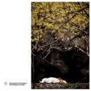 꿈꾸는나무 이미지