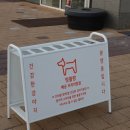 멍블랑 강아지분양 시흥배곧점 이미지