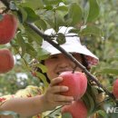 고랭지 정선 사과, 베트남에 연간 200t 수출된다 / 이미지
