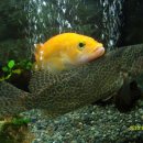 황쏘가리 이미지