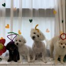 두유 개린이집 이미지