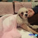 동물병원 왓슨 이미지