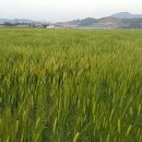 황금농장(2) 이미지