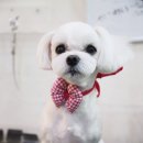 master grooming 이미지