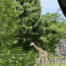 장미매점 이미지