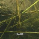 [다큐] 천적에게 잡아먹히는 두꺼비 올챙이 이미지