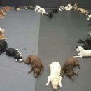 강아지와 나 이미지