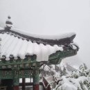 오월의체리