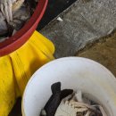 지혜수산 | 대천항 수산시장 지혜수산에서 대하 광어 우럭 쪄먹고 회쳐먹기