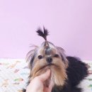 루시드 리엔 이미지