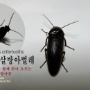 🪲 검정빗살방아벌레 (Melanotus cribricollis) 💥🦘 '딱!' 소리와 함께 튀어 오르는 숲속의 작은 방아꾼 이미지