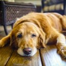 라온반려동물병원 이미지