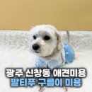 구름이 | 광주 신창동 애견미용, 말티푸 구름이 미용 후기