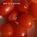 밍크붓꽃 (털군자란, Haemanthus ) 씨앗 파종일지 이미지